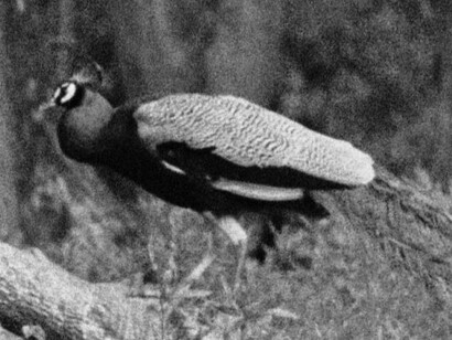 Basim Magdy. Courtesy of MAAT