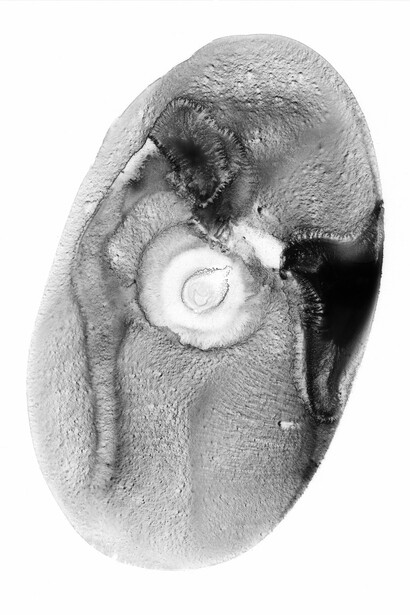 Translucent- 01, Ink, Charcoal, Acrylic on Mylar, 61 x 48 cm, 2018