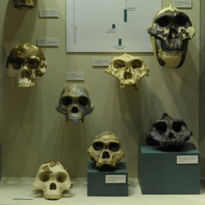 Evolution. Courtesy of Harvard Museum of Natural History