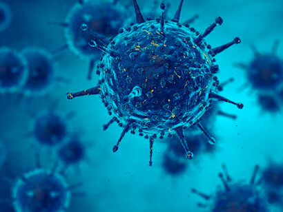 Virus. Le virus de la rage ne peut être cultivé in vitro