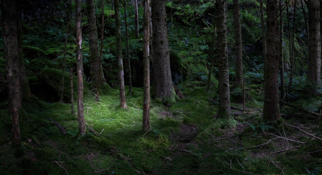 Ellie Davies ‘The Gloaming 2’, 2011