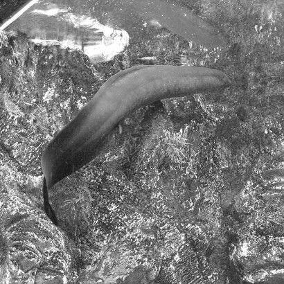 Un esemplare di Lepidosiren paradoxa nell'acquario