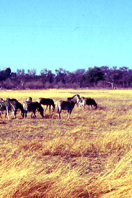Chiobe National Park, gnu e zebre