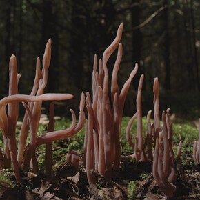 Liu Yujia,
Mushrooms, 2023 (still),
Single channel 4K film Color, stereo sound 13' 14"
© Liu Yujia.
Courtesy the artist