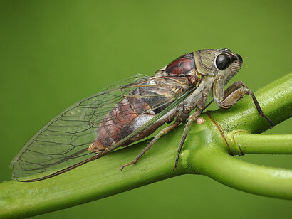Ejemplar de cigarra verde filipina (Chremistica tagalica) que se encuentra en el archipiélago malayo y las islas Filipinas