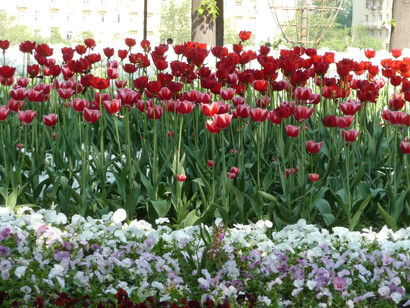 Tulipani e altri fiori al Gorky Park - Foto di Simonetta Sandri