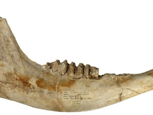 Palaeontological Collection. Courtesy of Sedgwick Museum of Earth Sciences