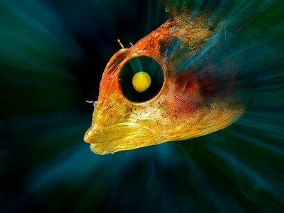 Michele Davino, Backlighted Painted Fish, Photographic Print on Metallic Paper, 20" x 30"