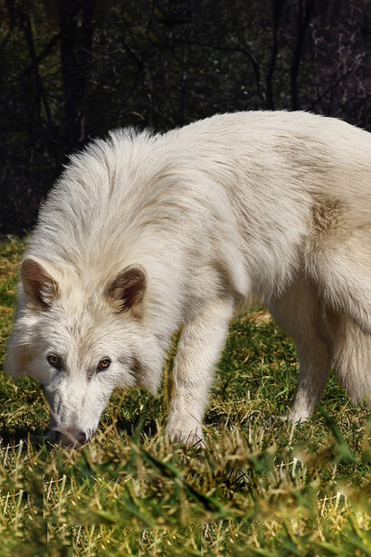 Los depredadores cumplen un papel esencial en mantener el equilibrio de los ecosistemas, y su pérdida genera desequilibrio. Fotografía de Colossal