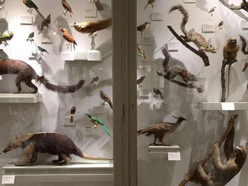 Central and South America. Courtesy of Harvard Museum of Natural History