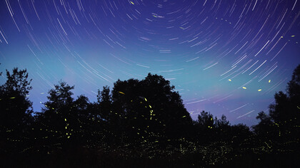 La naturaleza del Ser