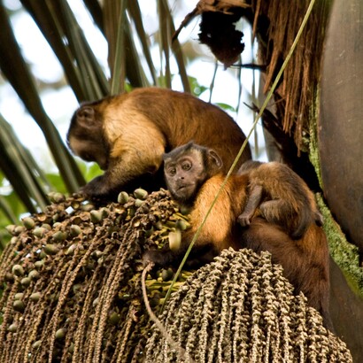 Forse la cognizione animale non insegna soltanto quanto siamo diversi dagli altri primati, ma anche quanto abbiamo ancora da imparare da loro