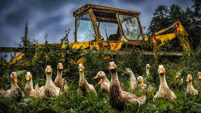 Tony Moore, Peeking Ducks