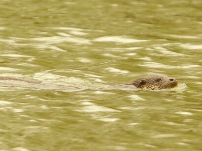 Nutria surcando el Támesis