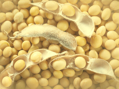 Soybean is the crop with the highest production value in Brazil