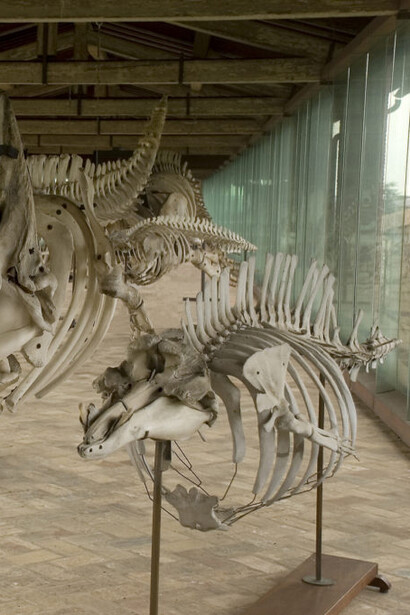 Cetaceans gallery. Courtesy of Museo di Storia Naturale