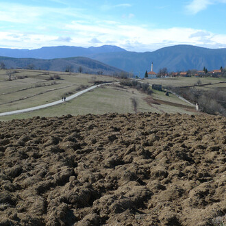 Campi di grano saraceno