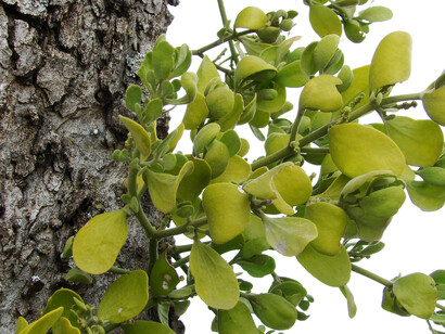 Mistletoe leaves