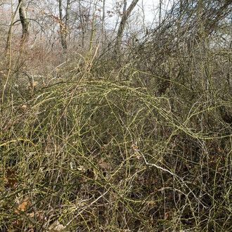 Mary Lang, Swamp Trail, The Cove, Auburndale, MA, archival digital print, Winter 2023. Courtesy of the artist and Kingston Gallery
