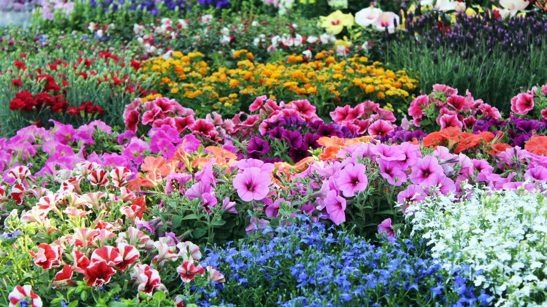 Il baratto dei fiori