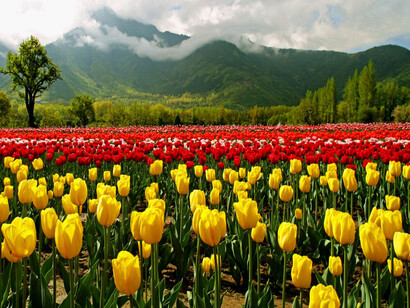The Tulip Garden in Kashmir