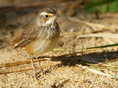 El vencejo pasa nueve meses sin posarse