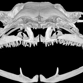 Reptiles and Amphibians. Courtesy of Museum für Naturkunde