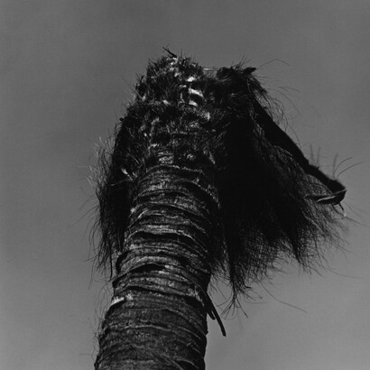 Human Memory. Courtesy of Miyako Yoshinaga