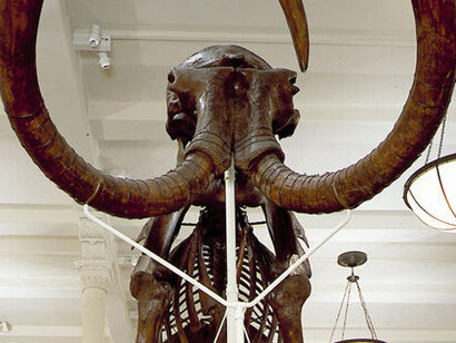 Milstein Hall of Advanced Mammals. Courtesy of American Museum of Natural History