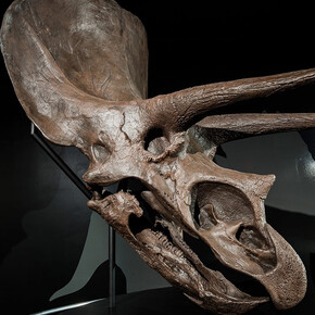 Dinosaur Gallery. Courtesy of COSI