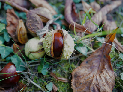 Si può scoprire quel che di sconosciuto c’è nell’albero solo se si riesce a scoprire che nell’albero c’è una particella della propria identità