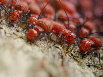 Os bichos multiplicam-se