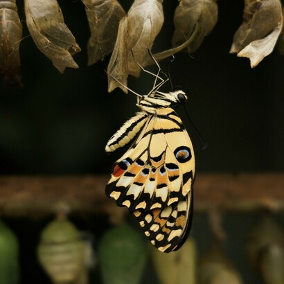 De manière générale, les BRICS plaident pour une refondation des organisations internationales comme le Conseil de Sécurité de l'ONU et les organisations de Bretton Woods (FMI, Banque mondiale) dans un sens qui reflète mieux l'émergence des nouvelles puissances et le caractère multipolaire du monde au xxie siècle