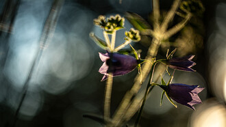 The heart of healing, ph. M. Stillwater