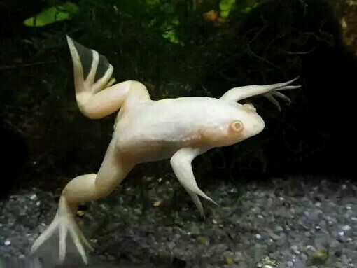 Xenopus laevis ist ein wichtiger Musterorganismus für Evolutionäre Entwicklungsbiologische Studien