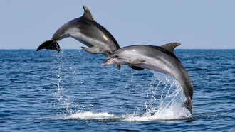 Los delfines (Delphinidae), llamados también delfines oceánicos para distinguirlos de los platanistoideos o delfines de río, son mamíferos de una familia de cetáceos odontocetos muy heterogénea