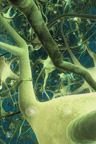 Neuroni