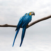 Pondering Parrots | 40" x 40" (Ed. 12) & 60" x 60"