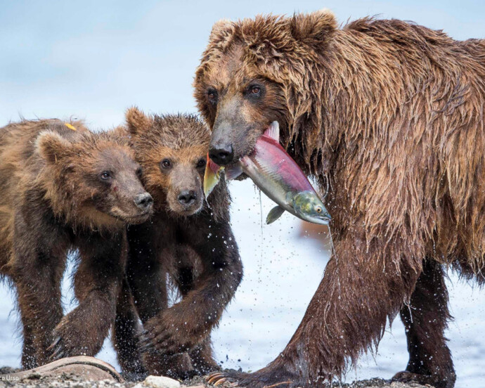 Wildlife Photographer of the Year. Courtesy of ROM 