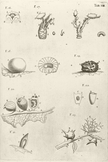 Marcello Malpighi; Anatome plantarum