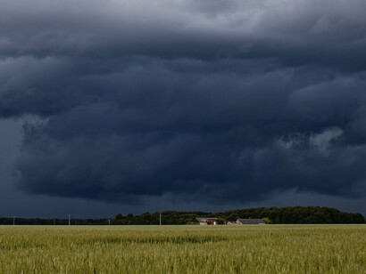 Nuvens carregadas se formam sobre uma extensa plantação de trigo, sinalizando uma mudança nas condições atmosféricas. Para culturas de inverno, como o trigo, o excesso de chuva pode favorecer doenças, dificultar o manejo e comprometer a produtividade