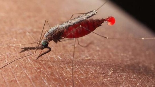 Bloodsuckers. Courtesy of ROM