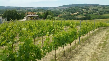 The view of the vineyards of the Cignozza winery