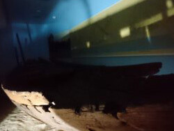 Walton Hall of Ancient Egypt. Courtesy of Carnegie Museum of Natural History