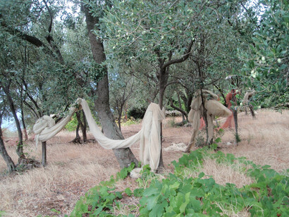 Raccolta delle olive
