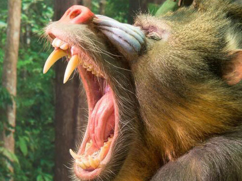 Monkeys. Courtesy of Royal Belgian Institute of Natural Sciences