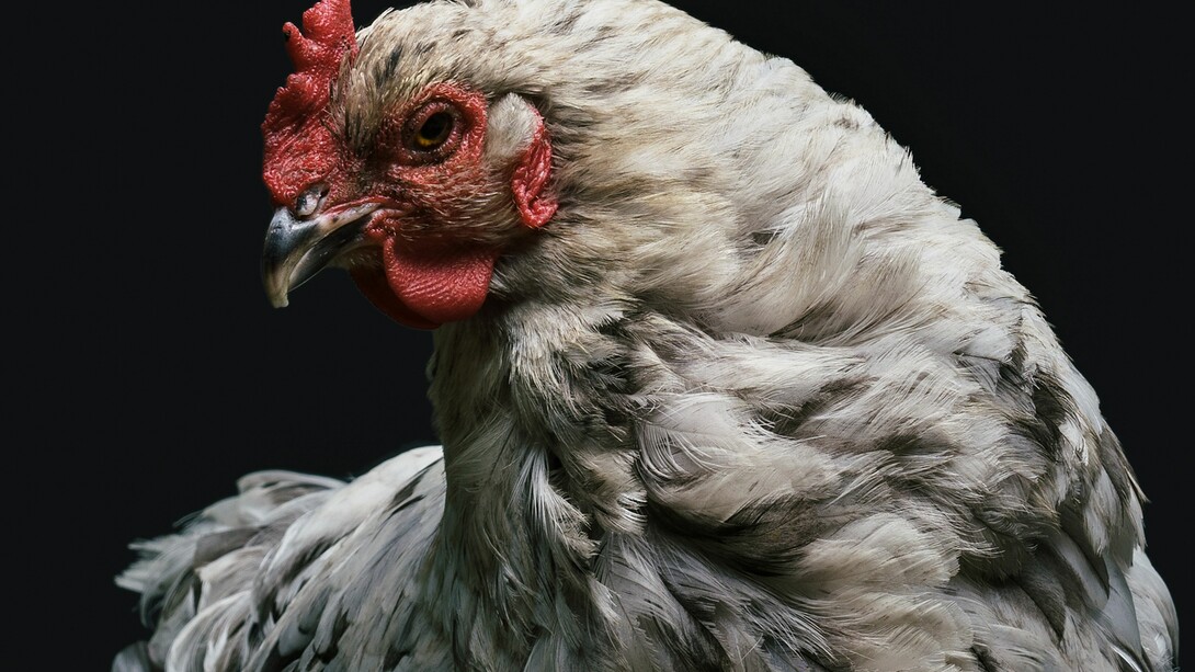 Gallito