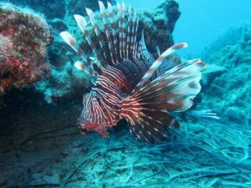 Organismi marini nel Mar Mediterraneo: valutare i livelli e le fonti di inquinanti diffusi e dannosi è infatti di cruciale importanza per stimare i rischi per gli organismi marini