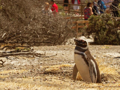 Punta Tombo es una reserva natural en Argentina que protege una de las colonias más grandes de pingüinos de Magallanes