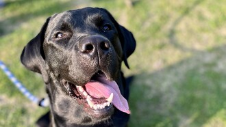 Black Labrador 